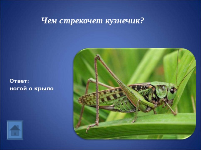 Чем стрекочет кузнечик? Ответ: ногой о крыло 