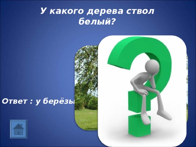 У какого дерева ствол белый? Ответ : у берёзы 