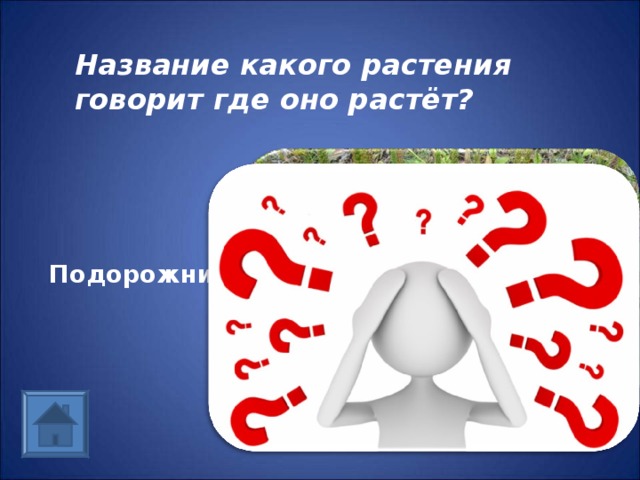 Название какого растения говорит где оно растёт? Подорожник 