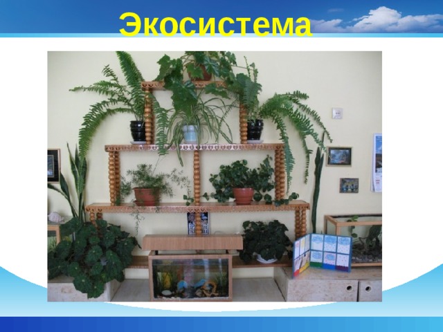 Экосистема 