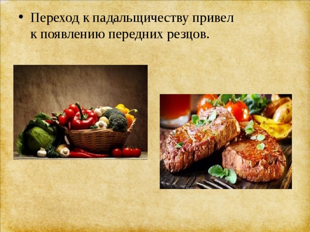 Переход к падальщичеству привел к появлению передних резцов. 