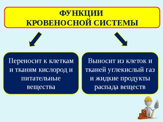 ФУНКЦИИ КРОВЕНОСНОЙ СИСТЕМЫ Выносит из клеток и тканей углекислый газ и жидкие продукты распада веществ Переносит к клеткам и тканям кислород и питательные вещества 