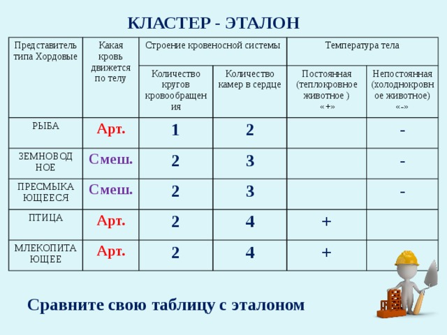 КЛАСТЕР - ЭТАЛОН Представитель типа Хордовые Какая кровь движется по телу Строение кровеносной системы РЫБА ЗЕМНОВОД Количество кругов кровообращения Арт. Температура тела Количество камер в сердце Смеш. НОЕ 1 ПРЕСМЫКАЮЩЕЕСЯ 2 2 Постоянная (теплокровное животное ) ПТИЦА Смеш. Непостоянная (холоднокровное животное) «-»  «+» 3 МЛЕКОПИТАЮЩЕЕ 2 Арт. - 3 2 Арт. - 4 2 - + 4 + Сравните свою таблицу с эталоном 