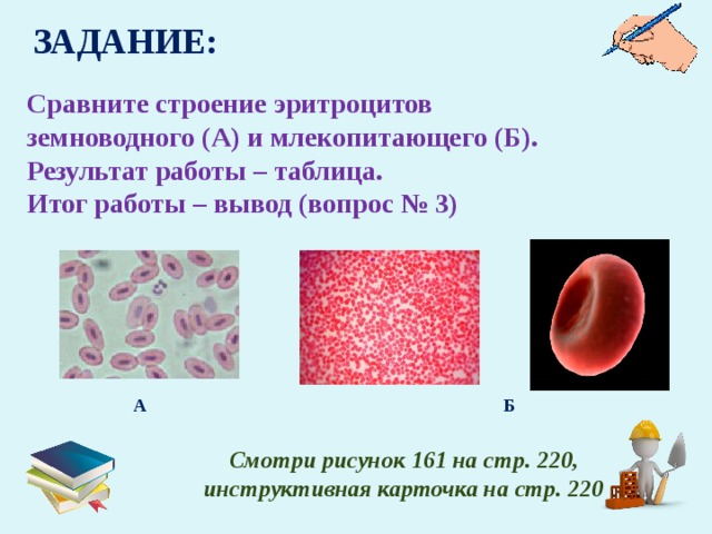 ЗАДАНИЕ: Сравните строение эритроцитов земноводного (А) и млекопитающего (Б). Результат работы – таблица. Итог работы – вывод (вопрос № 3) А Б Смотри рисунок 161 на стр. 220, инструктивная карточка на стр. 220 