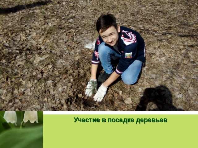 Участие в посадке деревьев 