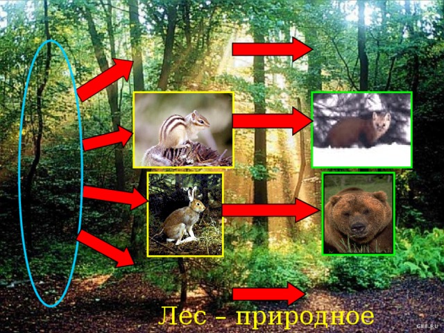 Лес – природное сообщество 