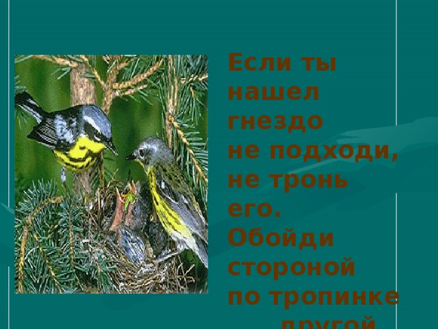 Если ты нашел гнездо не подходи, не тронь его. Обойди стороной по тропинке  другой. 