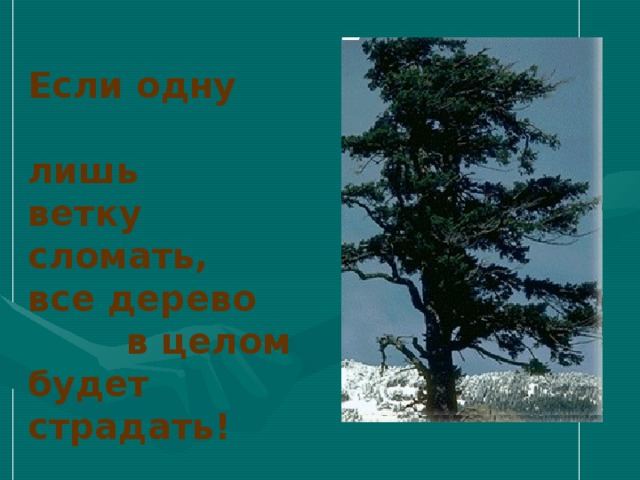 Если одну  лишь ветку сломать, все дерево  в целом будет страдать! 