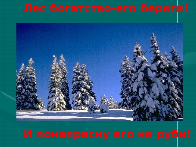 Лес богатство-его береги! И понапрасну его не руби! 
