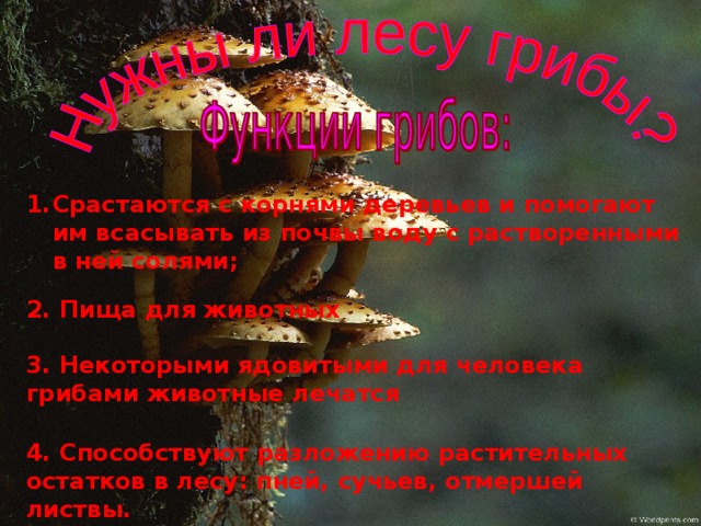 Срастаются с корнями деревьев и помогают им всасывать из почвы воду с растворенными в ней солями; 2. Пища для животных 3. Некоторыми ядовитыми для человека грибами животные лечатся 4. Способствуют разложению растительных остатков в лесу: пней, сучьев, отмершей листвы. 