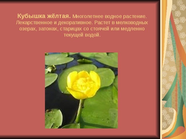 Кубышка жёлтая. Многолетнее водное растение. Лекарственное и декоративное. Растет в мелководных озерах, затонах, старицах со стоячей или медленно текущей водой.