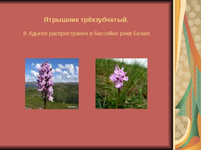 Ятрышник трёхзубчатый.    В Адыгее распространен в бассейне реки Белая.