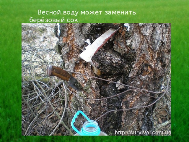 Весной воду может заменить берёзовый сок. 