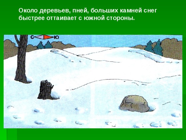 Около деревьев, пней, больших камней снег быстрее оттаивает с южной стороны. 