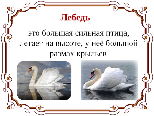 Лебедь это большая сильная птица, летает на высоте, у неё большой размах крыльев . 