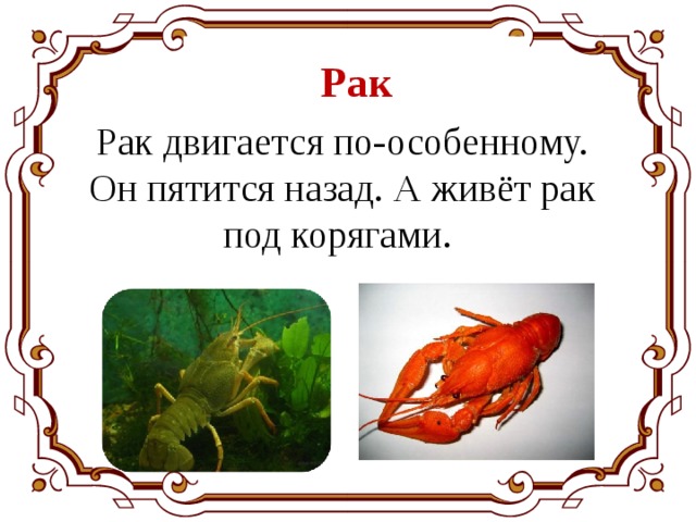 Рак Рак двигается по-особенному. Он пятится назад. А живёт рак под корягами. 