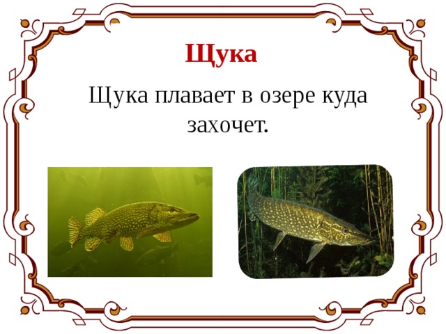 Щука Щука плавает в озере куда захочет. 