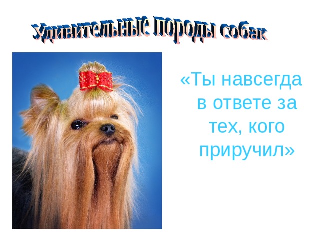 «Ты навсегда в ответе за тех, кого приручил» 