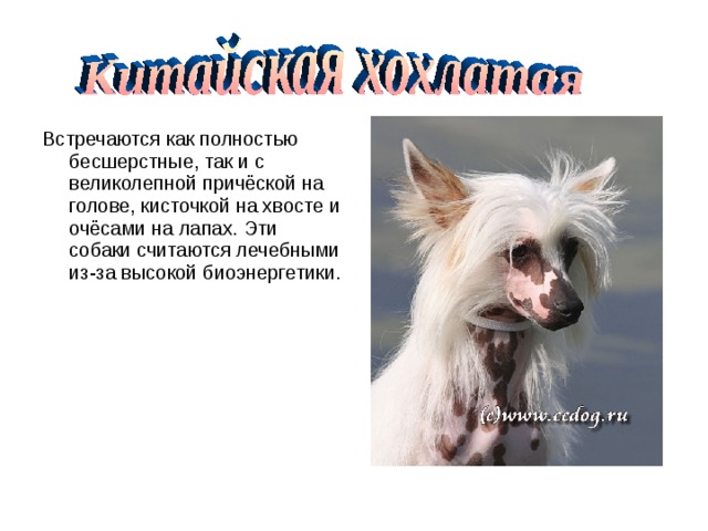 Встречаются как полностью бесшерстные, так и с великолепной причёской на голове, кисточкой на хвосте и очёсами на лапах. Эти собаки считаются лечебными из-за высокой биоэнергетики. 