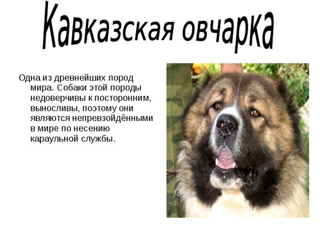 Одна из древнейших пород мира. Собаки этой породы недоверчивы к посторонним, выносливы, поэтому они являются непревзойдёнными в мире по несению караульной службы. 