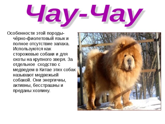 Особенности этой породы- чёрно-фиолетовый язык и полное отсутствие запаха. Используются как сторожевые собаки и для охоты на крупного зверя. За отдельное сходство с медведем в Китае этих собак называют медвежьей собакой. Они энергичны, активны, бесстрашны и преданы хозяину. 