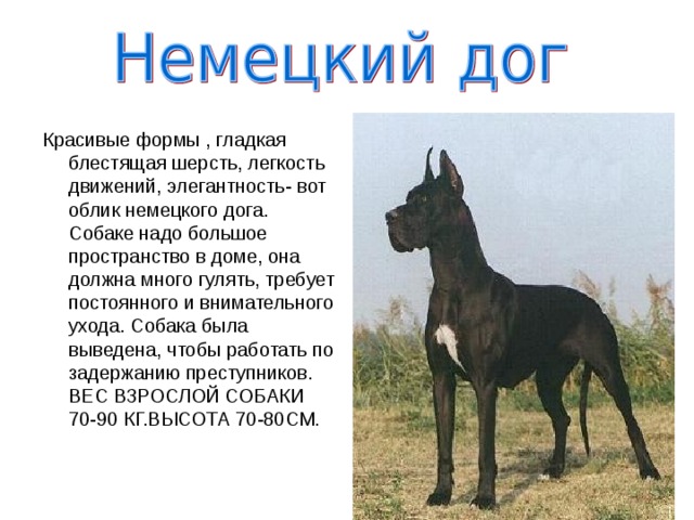 Красивые формы , гладкая блестящая шерсть, легкость движений, элегантность- вот облик немецкого дога. Собаке надо большое пространство в доме, она должна много гулять, требует постоянного и внимательного ухода. Собака была выведена, чтобы работать по задержанию преступников. ВЕС ВЗРОСЛОЙ СОБАКИ 70-90 КГ.ВЫСОТА 70-80СМ. 
