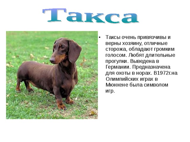 Таксы очень привязчивы и верны хозяину, отличные сторожа, обладают громким голосом. Любят длительные прогулки. Выведена в Германии. Предназначена для охоты в норах. В1972г.на Олимпийских играх в Мюнхене была символом игр. 