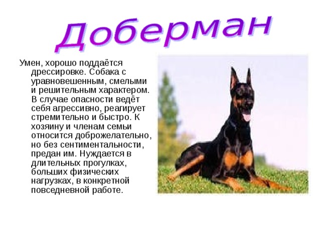 Умен, хорошо поддаётся дрессировке. Собака с уравновешенным, смелыми и решительным характером. В случае опасности ведёт себя агрессивно, реагирует стремительно и быстро. К хозяину и членам семьи относится доброжелательно, но без сентиментальности, предан им. Нуждается в длительных прогулках, больших физических нагрузках, в конкретной повседневной работе. 