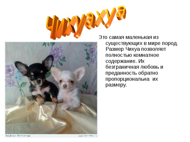 Это самая маленькая из существующих в мире пород. Размер Чихуа позволяет полностью комнатное содержание. Их безграничная любовь и преданность обратно пропорциональна их размеру. 