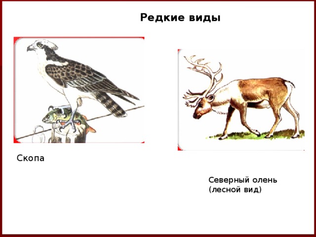 Редкие виды Скопа Северный олень (лесной вид) 