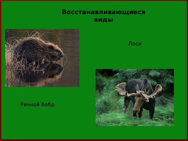Восстанавливающиеся виды Лоси Речной бобр 