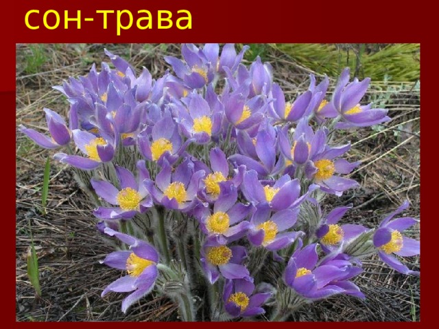 сон-трава 