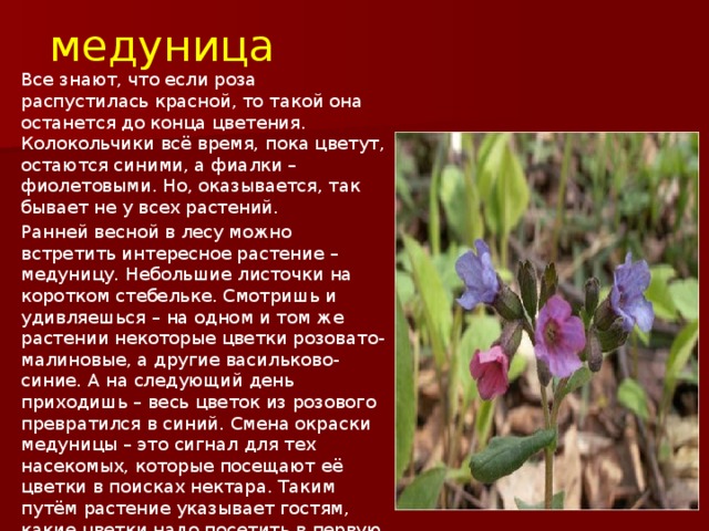 медуница Все знают, что если роза распустилась красной, то такой она останется до конца цветения. Колокольчики всё время, пока цветут, остаются синими, а фиалки – фиолетовыми. Но, оказывается, так бывает не у всех растений. Ранней весной в лесу можно встретить интересное растение – медуницу. Небольшие листочки на коротком стебельке. Смотришь и удивляешься – на одном и том же растении некоторые цветки розовато-малиновые, а другие васильково-синие. А на следующий день приходишь – весь цветок из розового превратился в синий. Смена окраски медуницы – это сигнал для тех насекомых, которые посещают её цветки в поисках нектара. Таким путём растение указывает гостям, какие цветки надо посетить в первую очередь . 