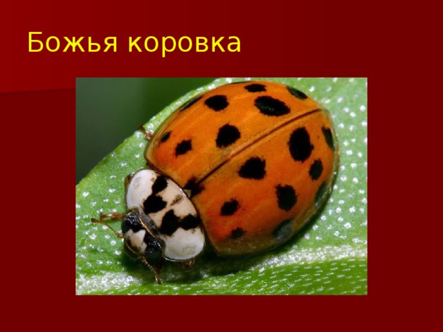 Божья коровка 