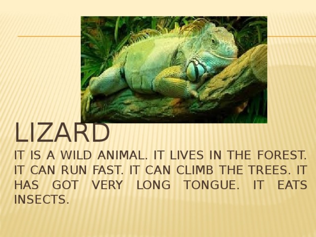 Lizard  it is a wild animal. It lives in the forest. It can run fast. It can climb the trees. It has got very long tongue. It eats insects. 