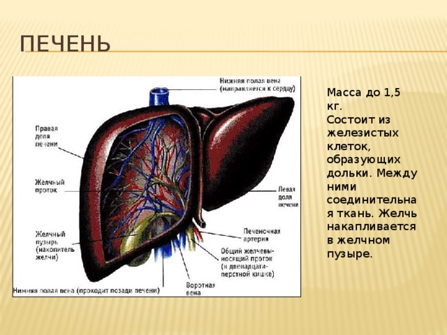 Печень Масса до 1,5 кг. Состоит из железистых клеток, образующих дольки. Между ними соединительная ткань. Желчь накапливается в желчном пузыре. 
