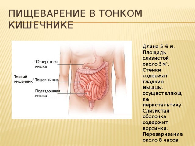 Пищеварение в тонком кишечнике Длина 5-6 м. Площадь слизистой около 5м 2 . Стенки содержат гладкие мышцы, осуществляющие перистальтику. Слизистая оболочка содержит ворсинки. Переваривание около 8 часов. 