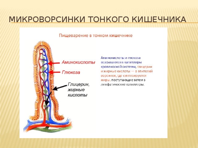 Микроворсинки тонкого кишечника 