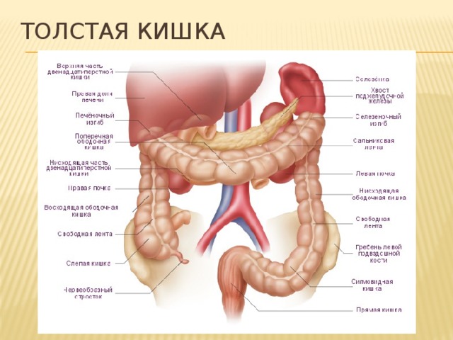 Толстая кишка 