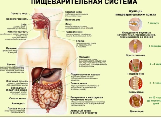 Органы пищеварительной системы 