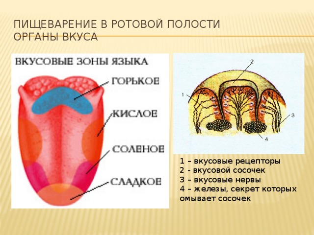 Пищеварение в ротовой полости  Органы вкуса 1 – вкусовые рецепторы 2 - вкусовой сосочек 3 – вкусовые нервы 4 – железы, секрет которых омывает сосочек 