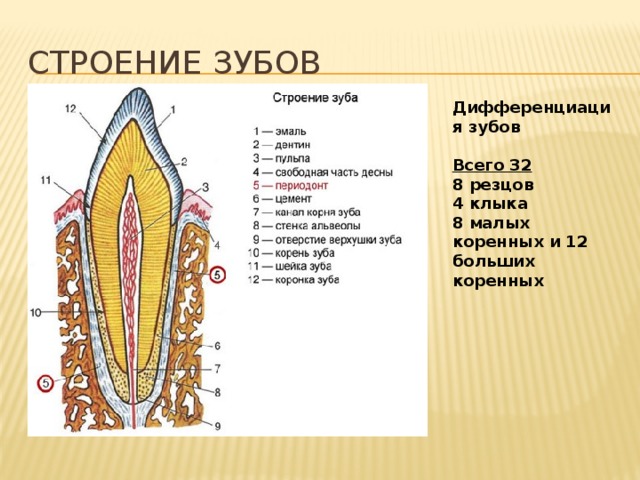 Строение зубов Дифференциация зубов  Всего 32 8 резцов 4 клыка 8 малых коренных и 12 больших коренных 