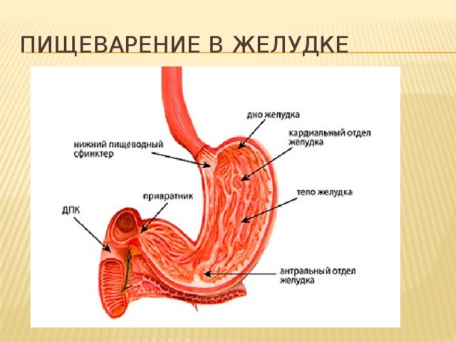 Пищеварение в желудке 