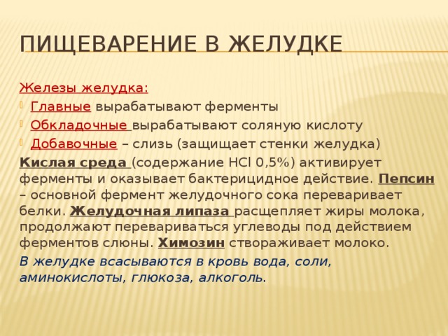 Пищеварение в желудке Железы желудка: Главные вырабатывают ферменты Обкладочные  вырабатывают соляную кислоту Добавочные – слизь (защищает стенки желудка) Кислая среда (содержание НCl 0,5%) активирует ферменты и оказывает бактерицидное действие. Пепсин – основной фермент желудочного сока переваривает белки. Желудочная липаза расщепляет жиры молока, продолжают перевариваться углеводы под действием ферментов слюны. Химозин створаживает молоко. В желудке всасываются в кровь вода, соли, аминокислоты, глюкоза, алкоголь.  