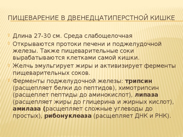 Пищеварение в двенедцатиперстной кишке Длина 27-30 см. Среда слабощелочная Открываются протоки печени и поджелудочной железы. Также пищеварительные соки вырабатываются клетками самой кишки. Желчь эмульгирует жиры и активизирует ферменты пищеварительных соков. Ферменты поджелудочной железы: трипсин (расщепляет белки до пептидов), химотрипсин (расщеплет пептиды до аминокислот), липаза (расщепляет жиры до глицерина и жирных кислот), амилаза ( расщепляет сложные углеводы до простых), рибонуклеаза (расщепляет ДНК и РНК).  