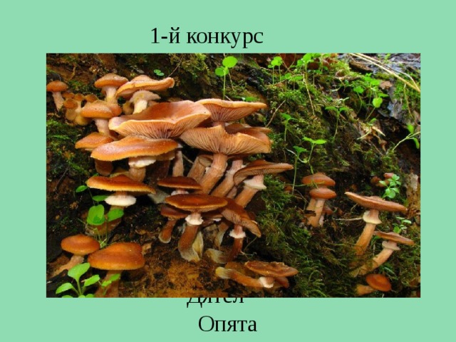 1-й конкурс Дятел Опята 