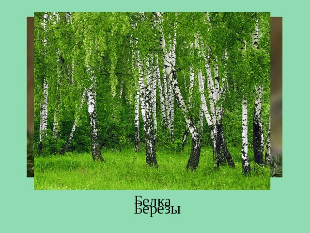 Белка Березы 