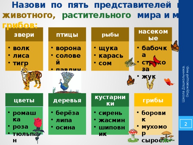 Школа Дошкольника. Окружающий мир.  Назови по пять представителей из животного,  растительного  мира и мира грибов: звери птицы рыбы насекомые ворона соловей павлин ворона соловей павлин щука карась сом щука карась сом бабочка стрекоза жук бабочка стрекоза жук волк лиса тигр волк лиса тигр грибы деревья кустарники цветы сирень жасмин шиповник сирень жасмин шиповник берёза липа осина берёза липа осина боровик мухомор сыроежка боровик мухомор сыроежка ромашка роза тюльпан ромашка роза тюльпан 2 2 