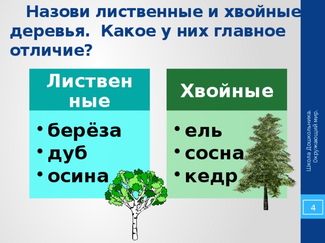 Школа Дошкольника. Окружающий мир.  Назови лиственные и хвойные деревья. Какое у них главное отличие? Лиственные Хвойные берёза дуб осина берёза дуб осина ель сосна кедр ель сосна кедр 3 