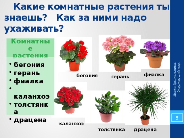 Школа Дошкольника. Окружающий мир.  Какие комнатные растения ты знаешь? Как за ними надо ухаживать? Комнатные растения бегония герань фиалка  каланхоэ толстянка драцена бегония герань фиалка  каланхоэ толстянка драцена фиалка бегония герань 4 каланхоэ толстянка драцена 
